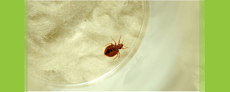 Bed Bug Treatment in Ryde